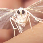 Snowy Geometer