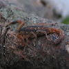 Common Striped Scorpion