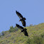 California Condor