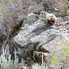 Rock Chuck aka Yellow-bellied Marmot