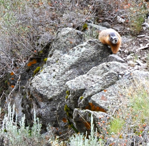 Rock Chuck aka Yellow-bellied Marmot | Project Noah