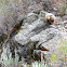 Rock Chuck aka Yellow-bellied Marmot