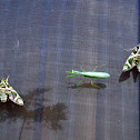 Oleander hawk moths