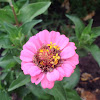 Zinnia