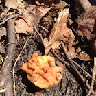 False Morel