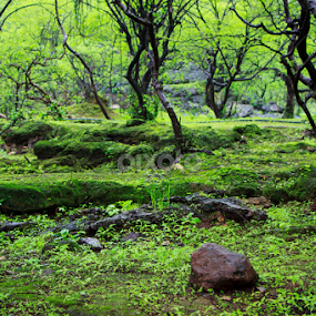 by Unni Krishnan - Landscapes Forests