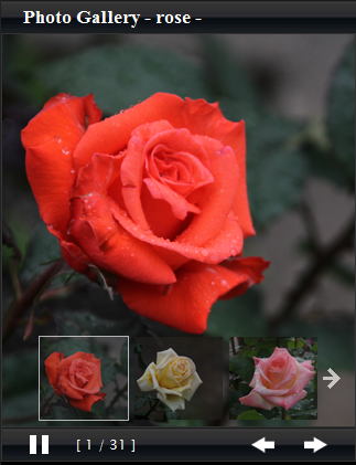 PHOTO GALLERY -ROSE-