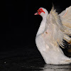 Muscovy Duck