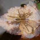 Six-spotted Fisherman Spider