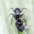 黑色蟻蛛 Myrmarachne inermichelis