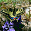 Old World Swallowtail