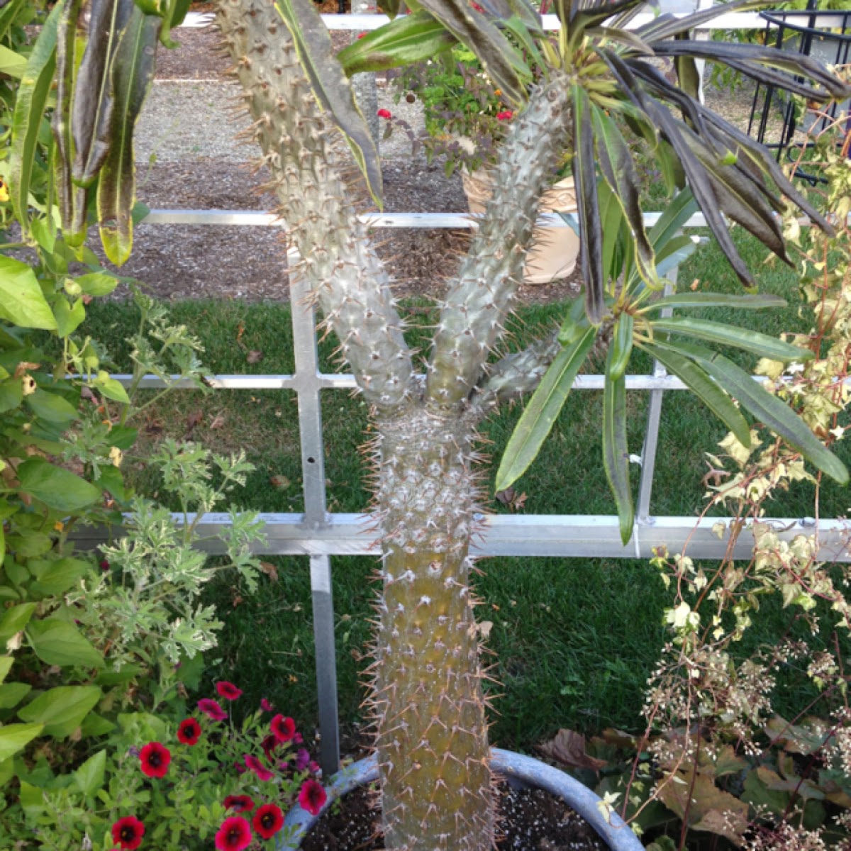 Madagascar Palm