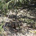 White-tailed Antelope Squirrel
