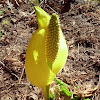 Western skunk cabbage