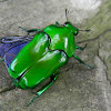 flower beetle