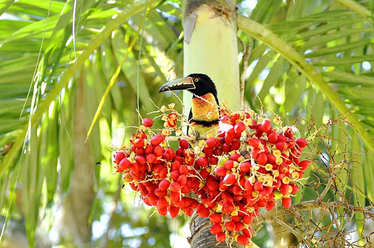 A Collared Aracari, a type of toucan, at Chaa Creek near San Ignacio, Belize.
