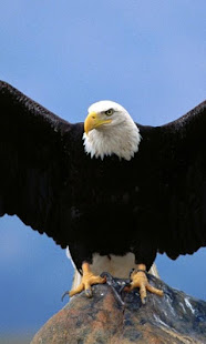 Eagle Live Wallpaper(圖1)-速報App