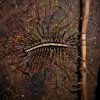 Escolopendra