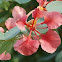 Red Orchid Tree, Pride of the Cape