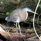 Bare-throated Tiger Heron