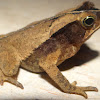 South American Leaf Litter Toad