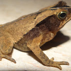 South American Leaf Litter Toad