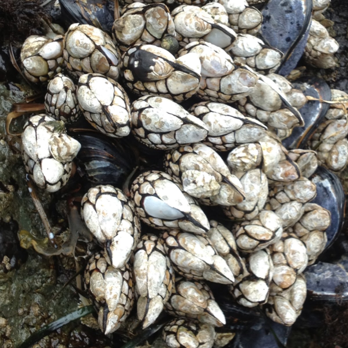 Gooseneck barnacle