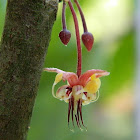 Flower Cocoa Tree
