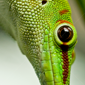 I See You by Kelly Goode - Animals Reptiles