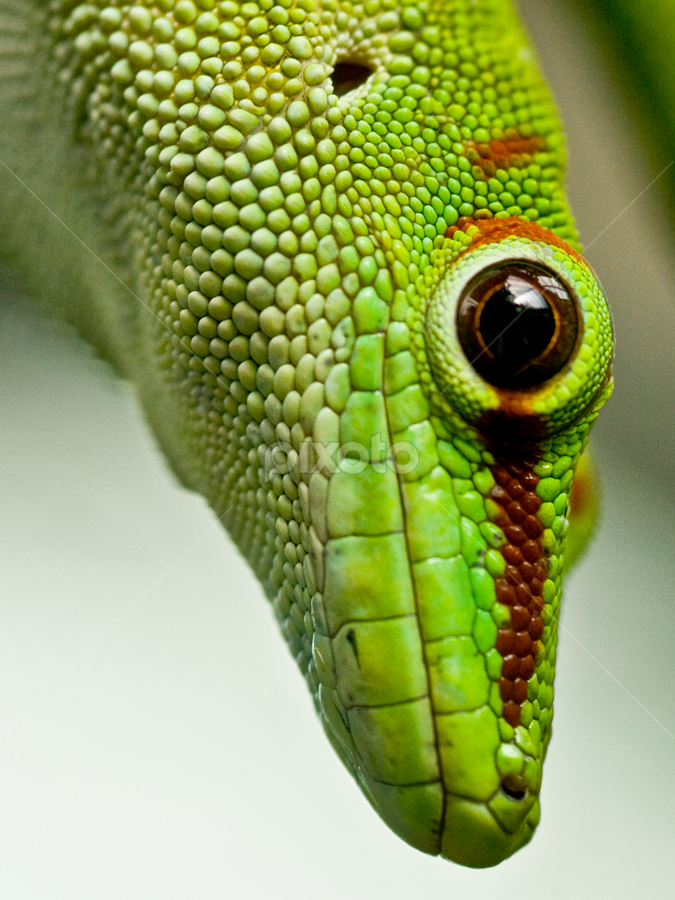 I See You by Kelly Goode - Animals Reptiles