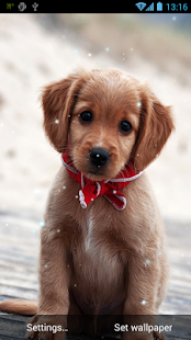 Puppy Live Wallpaper Screenshots 3
