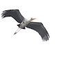 Painted Stork