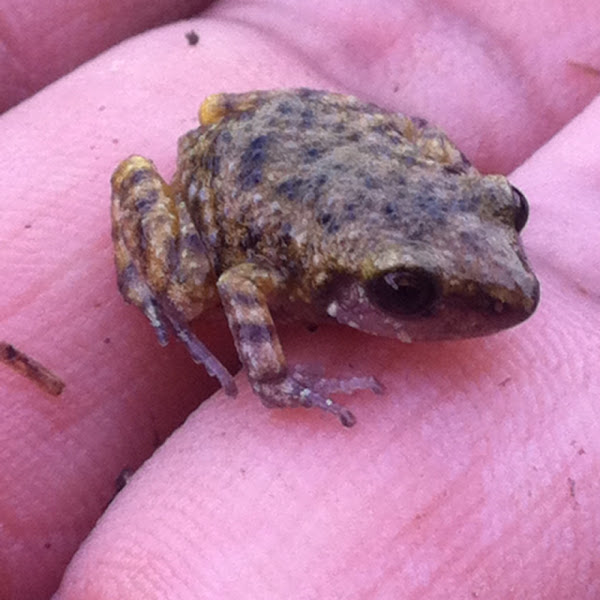 Frog | Project Noah Frog