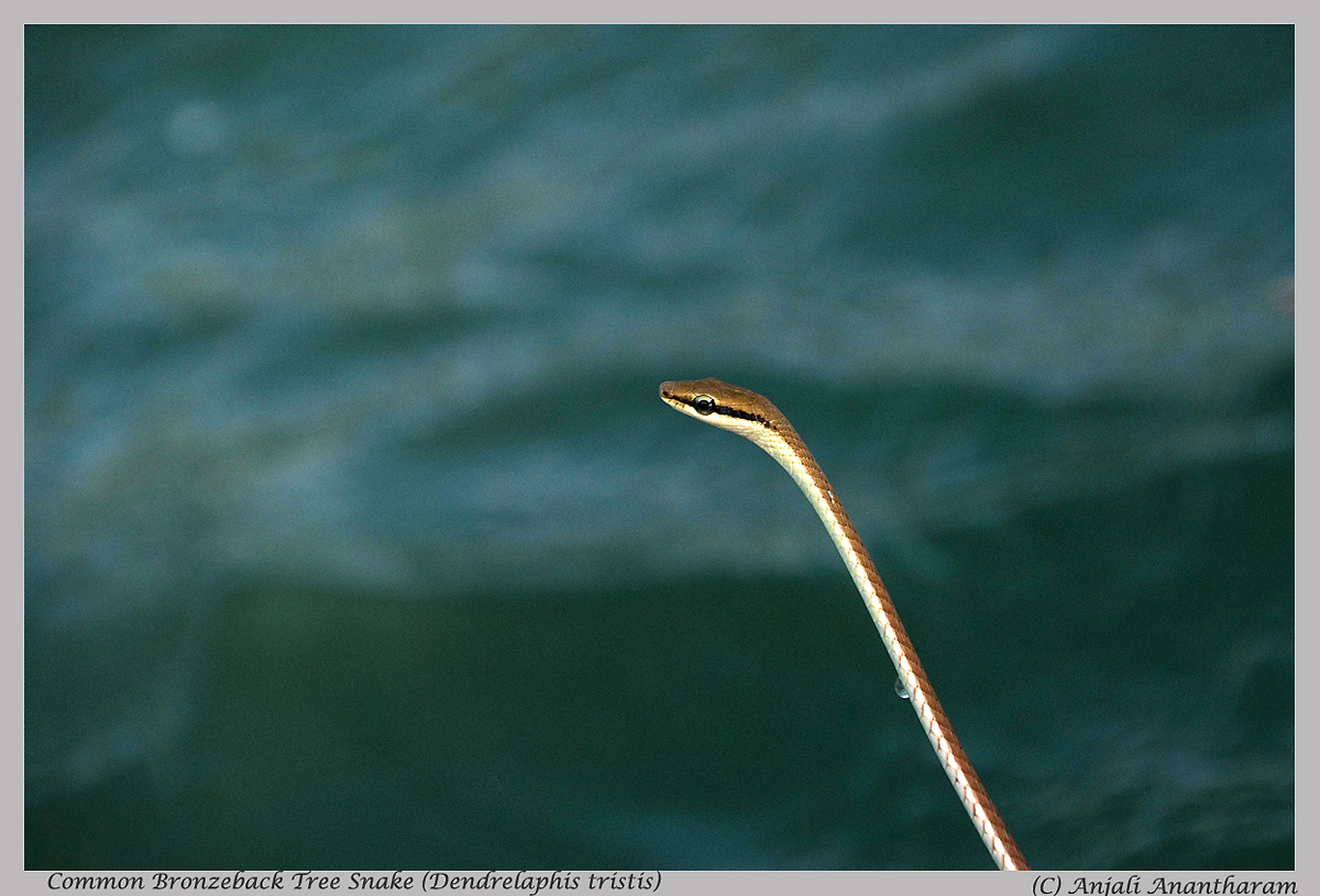 Giri's bronzeback tree snake