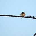 Eastern Bluebird