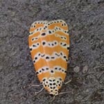 Rattlebox Moth