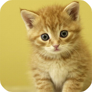 かわいいネコ.apk 1.0