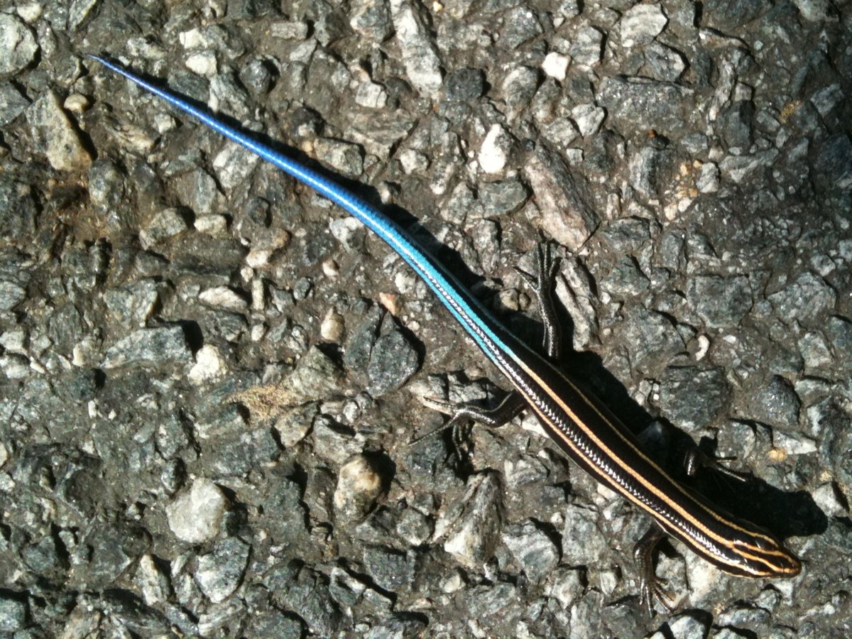 American Five-lined skink