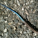 American Five-lined skink