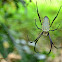 Batik Golden Web Spider