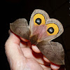 Automeris Moth