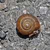 Unknown Snail