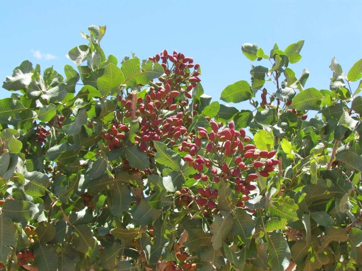 Pistachio trees Project Noah