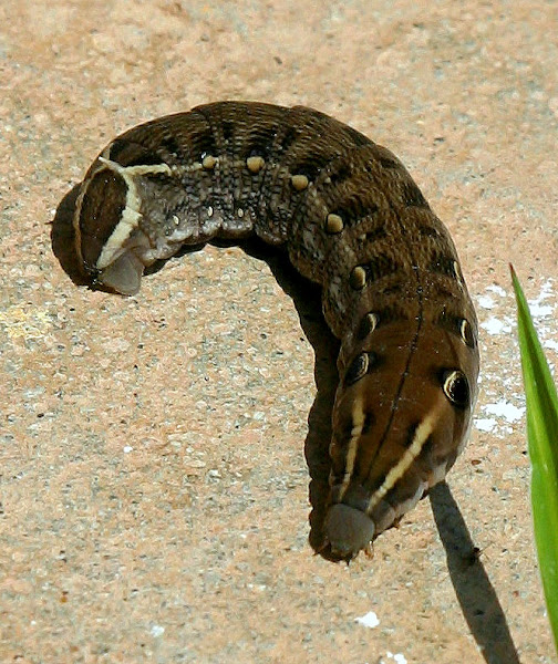 Vine Hawkmoth Caterpillar Project Noah