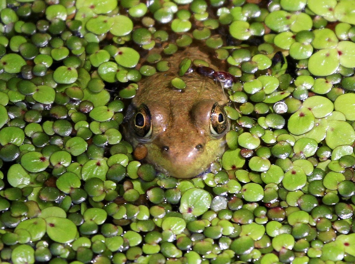 Green Frog