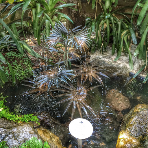 Fan Palm Fountain