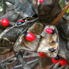 Rosary pea