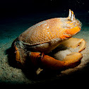 Spanner Crab