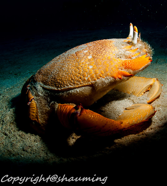 Spanner Crab Project Noah