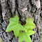 Sweetgum